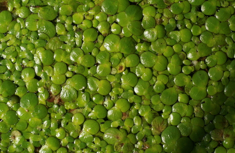 Teichlinse (Spirodela polyrhiza) - © Emanuel Trummer